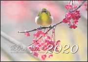 熊谷勝カレンダー2020【愛らしい鳥たち】