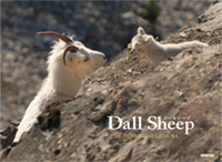 Dall Sheep