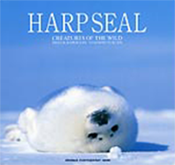 HARP SEAL