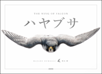 THE WING OF FALCON - ハヤブサ