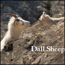 Dall Sheep