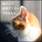 猫だって鼻提灯くらいできるもん。