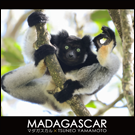 MADAGASCAR-マダガスカル