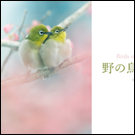 野の鳥の四季