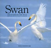 Swan